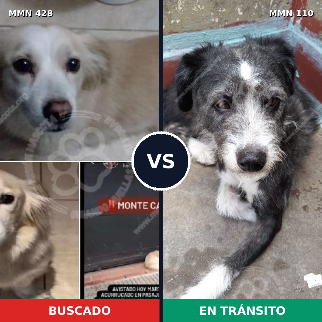 Comparativa MMS 7848: mascota perdida y mascota encontrada, 67% de similitud