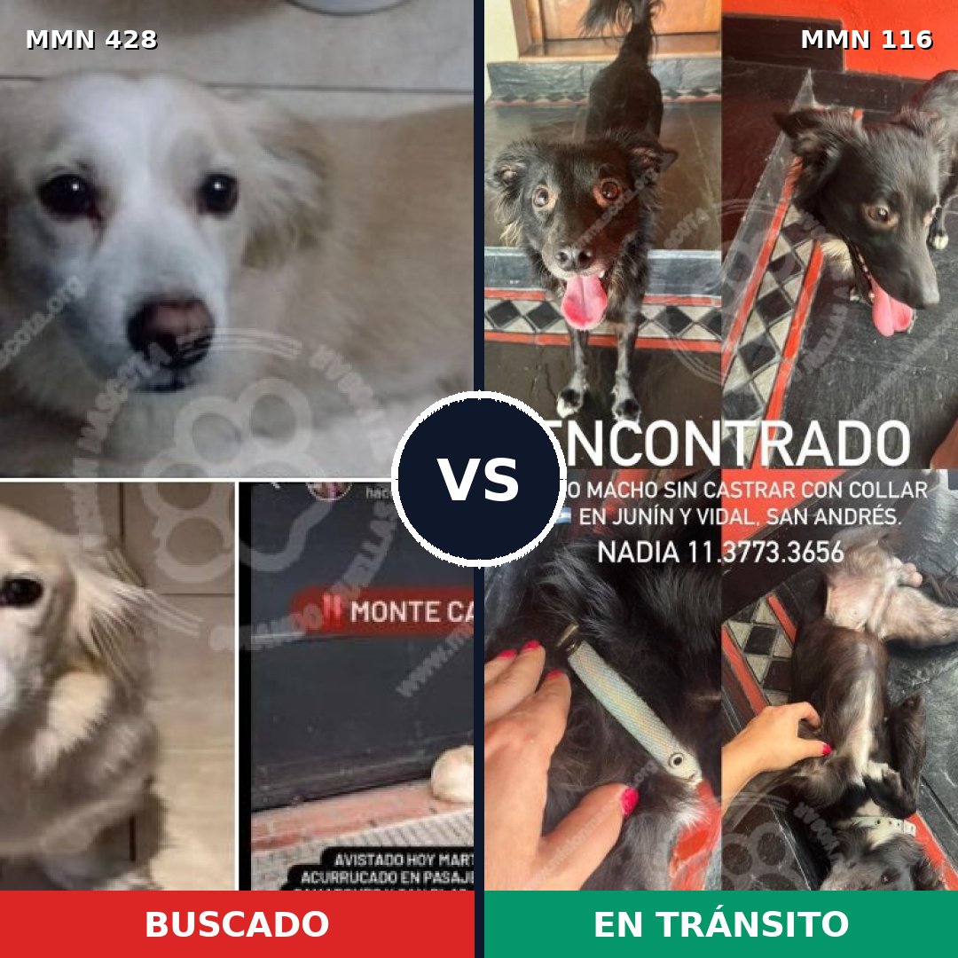 Comparativa MMS 7849: mascota perdida y mascota encontrada, 68% de similitud