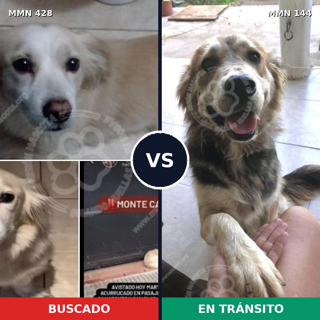 Comparativa MMS 7851: mascota perdida y mascota encontrada, 56% de similitud