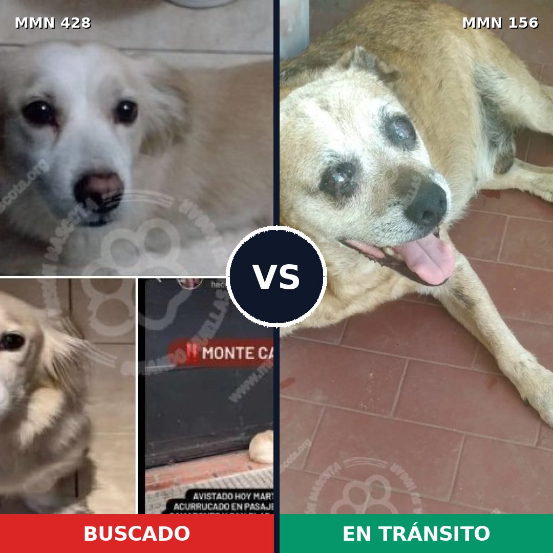 Comparativa MMS 7853: mascota perdida y mascota encontrada, 55% de similitud