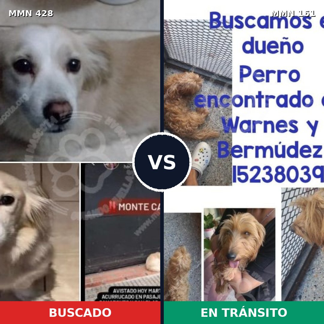 Comparativa MMS 7854: mascota perdida y mascota encontrada, 60% de similitud