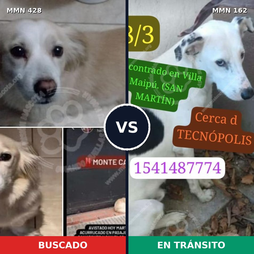 Comparativa MMS 7855: mascota perdida y mascota encontrada, 65% de similitud