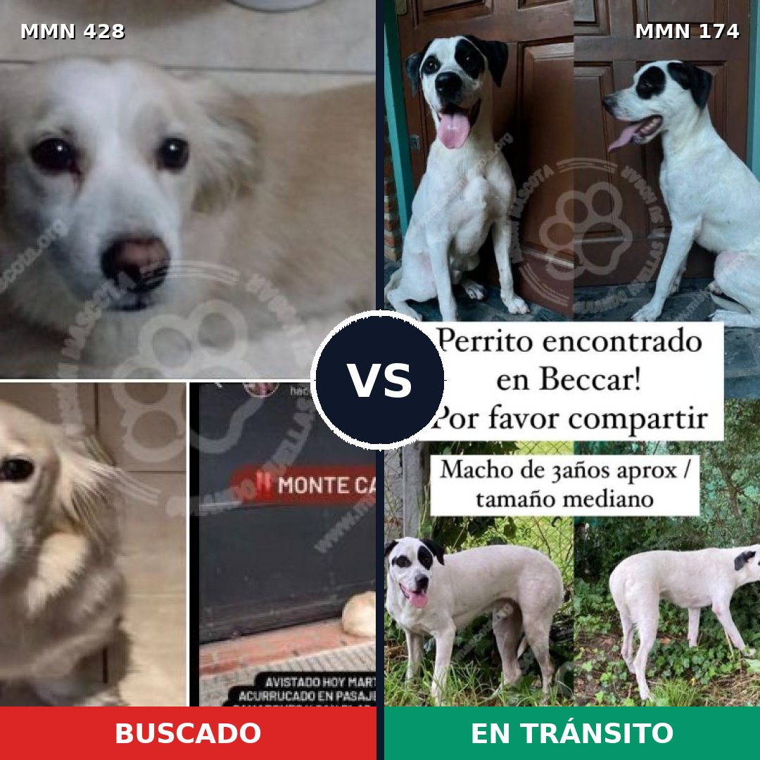 Comparativa MMS 7856: mascota perdida y mascota encontrada, 65% de similitud
