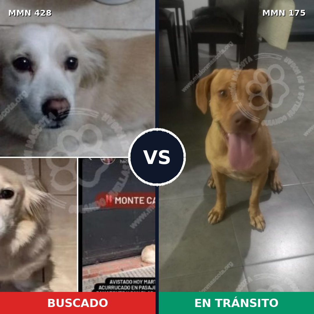 Comparativa MMS 7857: mascota perdida y mascota encontrada, 65% de similitud