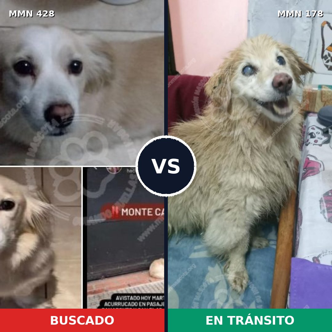 Comparativa MMS 7858: mascota perdida y mascota encontrada, 82% de similitud