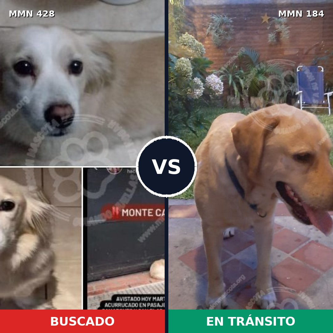 Comparativa MMS 7859: mascota perdida y mascota encontrada, 33% de similitud