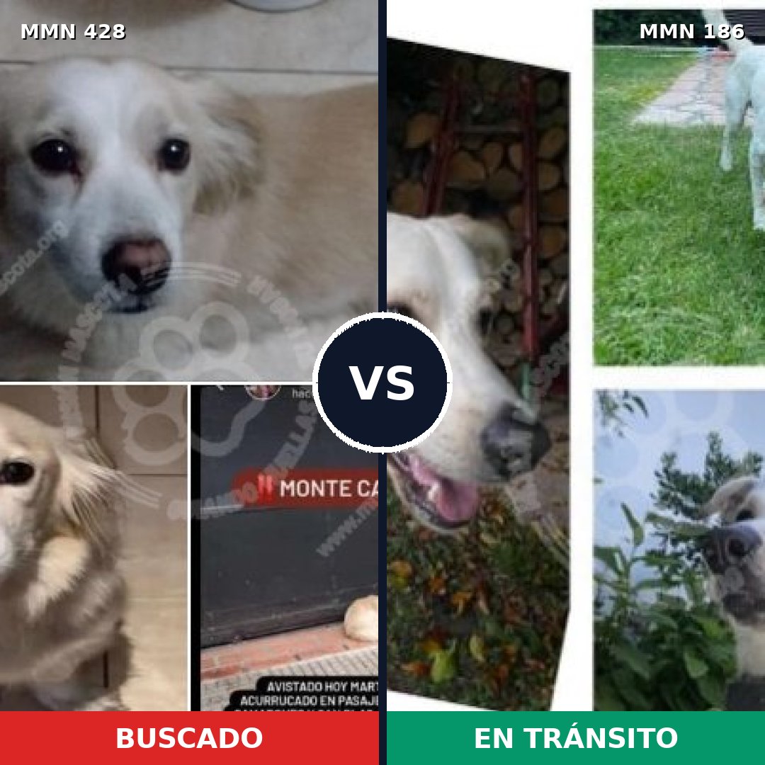 Comparativa MMS 7860: mascota perdida y mascota encontrada, 34% de similitud