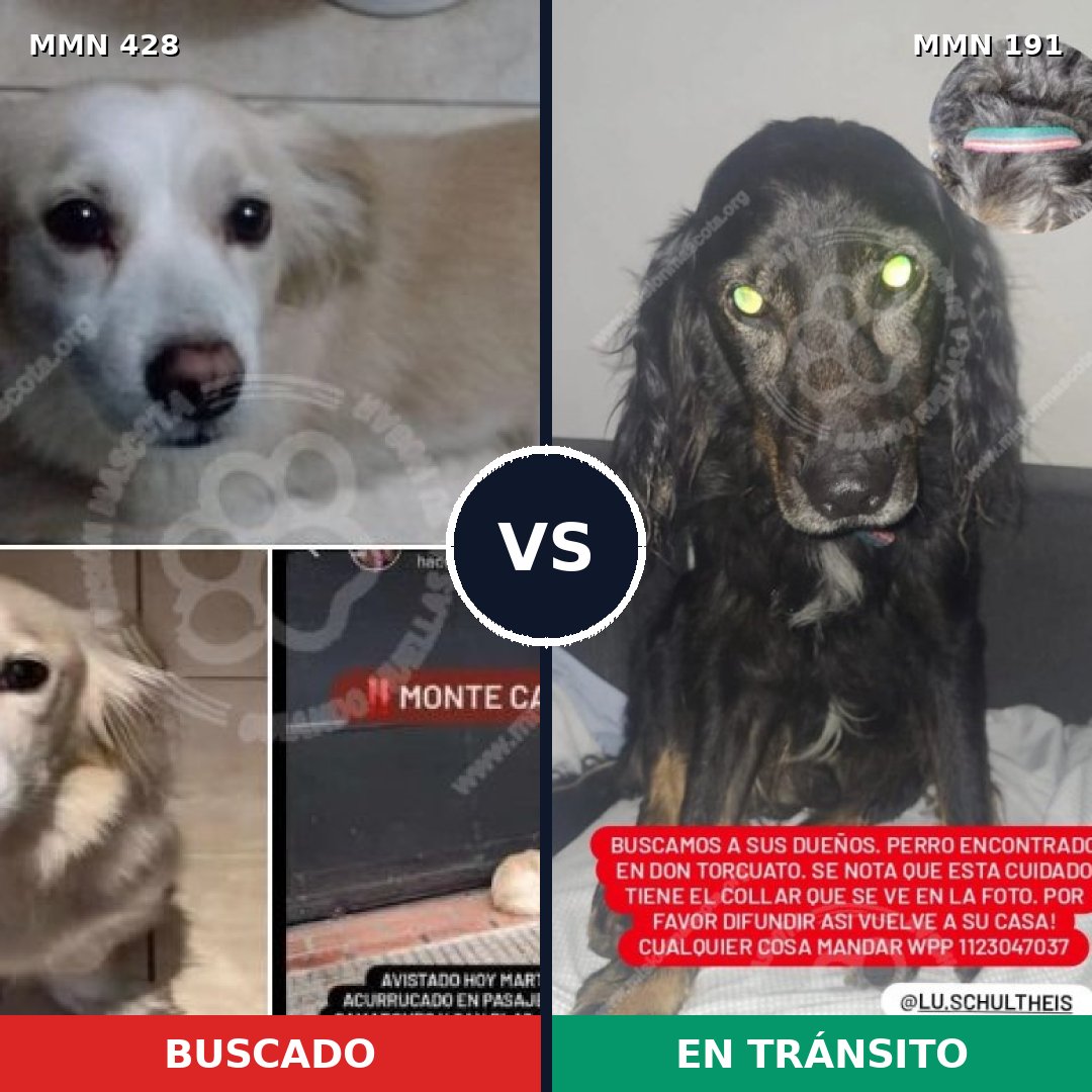 Comparativa MMS 7861: mascota perdida y mascota encontrada, 67% de similitud