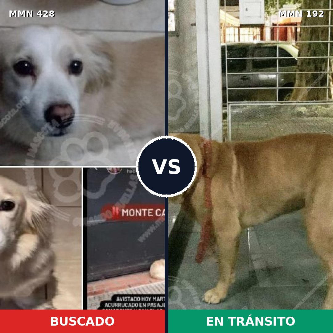 Comparativa MMS 7862: mascota perdida y mascota encontrada, 4% de similitud