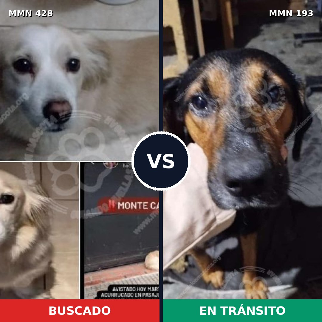 Comparativa MMS 7863: mascota perdida y mascota encontrada, 47% de similitud