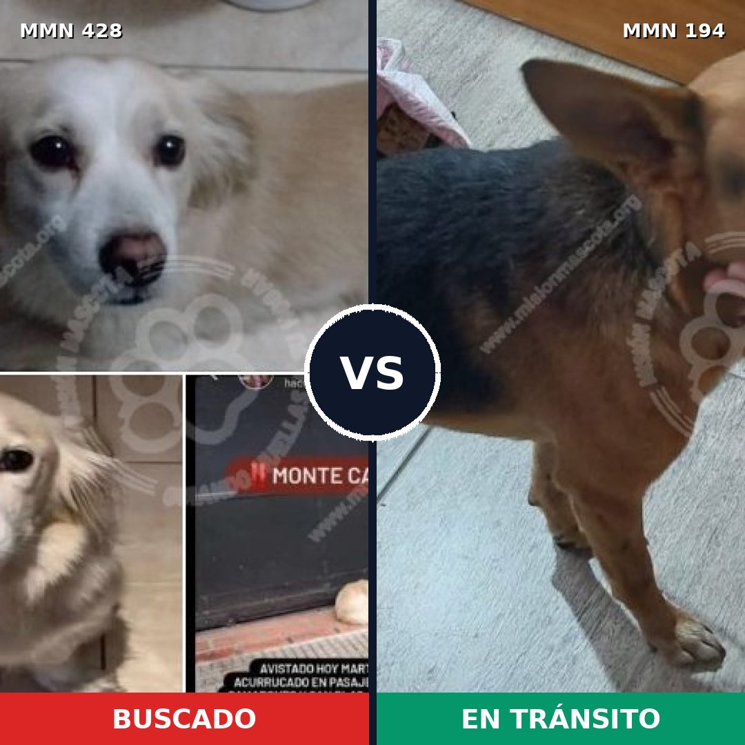 Comparativa MMS 7864: mascota perdida y mascota encontrada, 48% de similitud