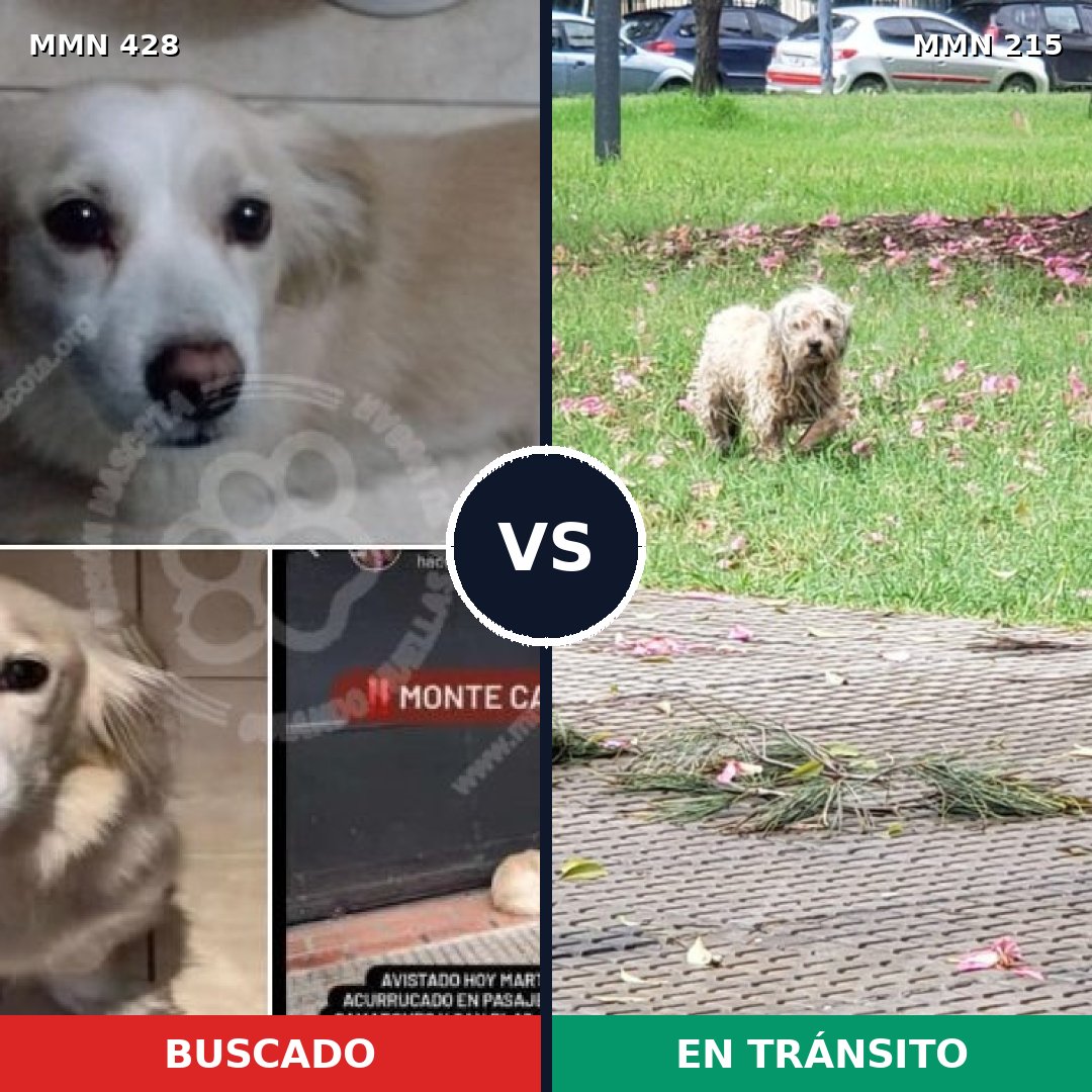 Comparativa MMS 7866: mascota perdida y mascota encontrada, 45% de similitud