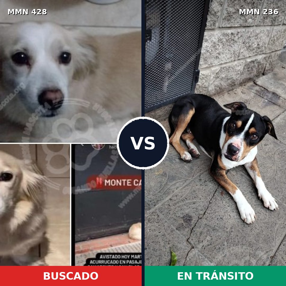 Comparativa MMS 7867: mascota perdida y mascota encontrada, 61% de similitud