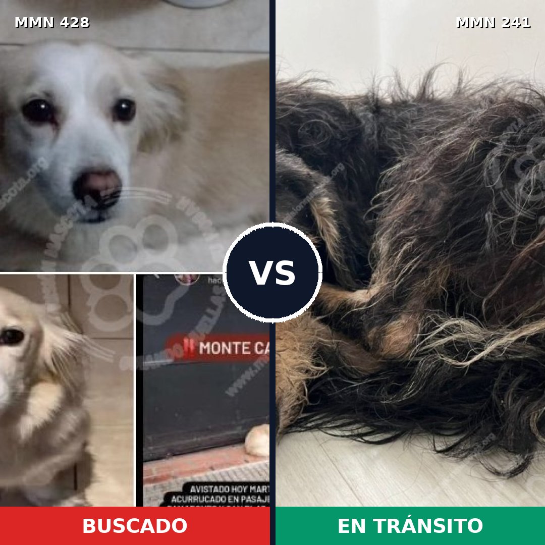 Comparativa MMS 7868: mascota perdida y mascota encontrada, 15% de similitud