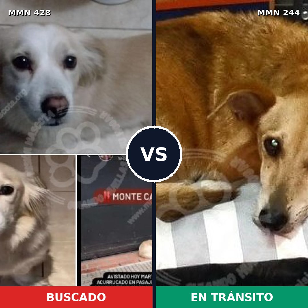 Comparativa MMS 7869: mascota perdida y mascota encontrada, 53% de similitud