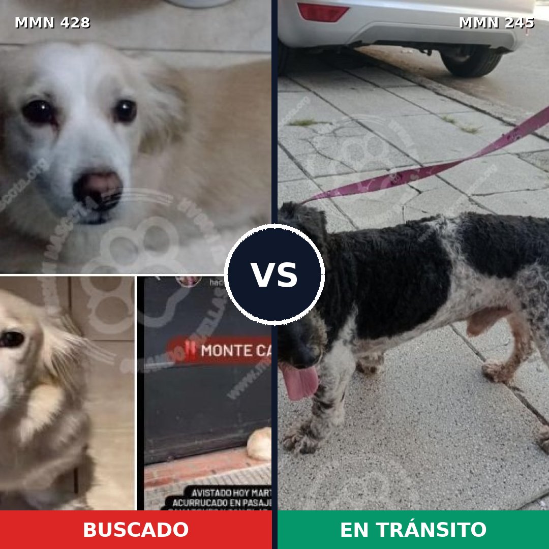 Comparativa MMS 7870: mascota perdida y mascota encontrada, 66% de similitud