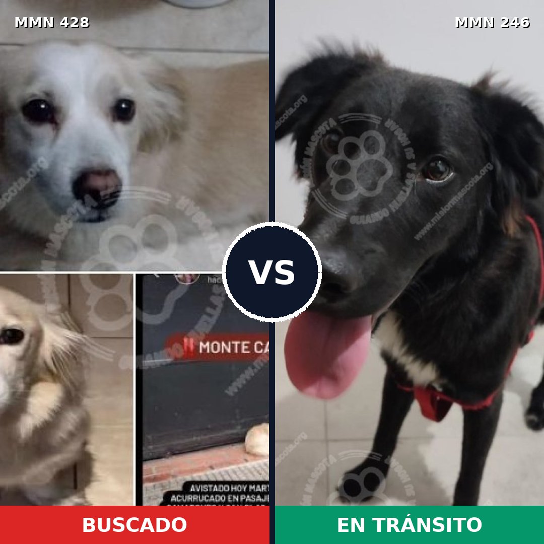 Comparativa MMS 7871: mascota perdida y mascota encontrada, 62% de similitud
