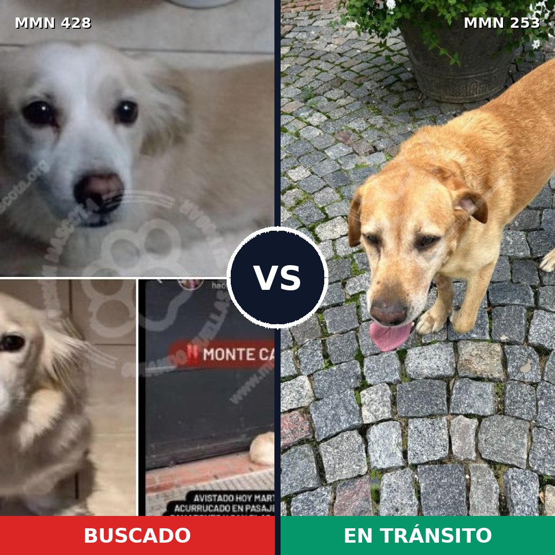 Comparativa MMS 7872: mascota perdida y mascota encontrada, 15% de similitud