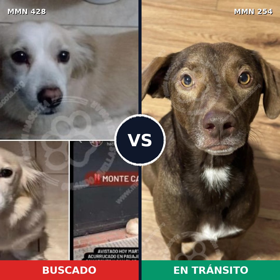 Comparativa MMS 7873: mascota perdida y mascota encontrada, 61% de similitud