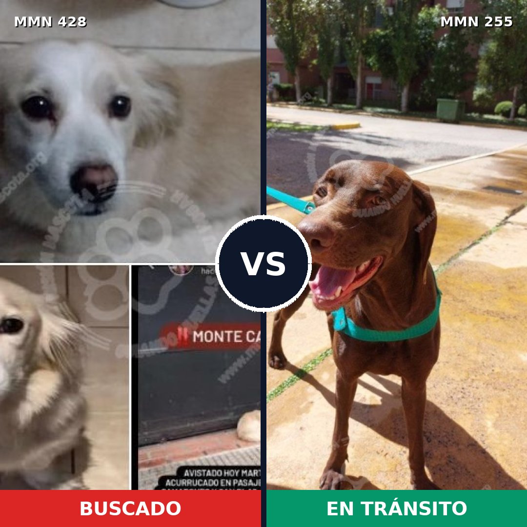 Comparativa MMS 7874: mascota perdida y mascota encontrada, 4% de similitud