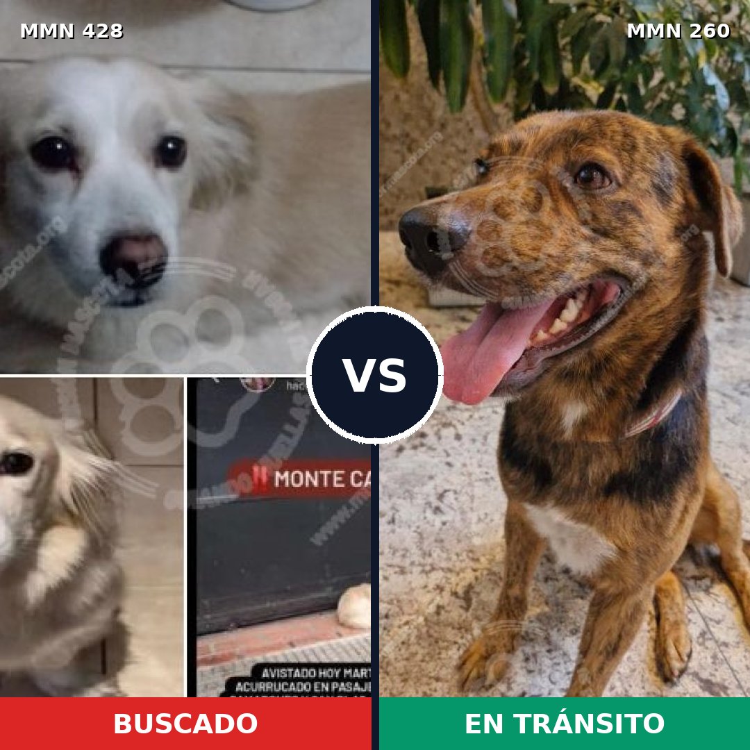 Comparativa MMS 7875: mascota perdida y mascota encontrada, 8% de similitud