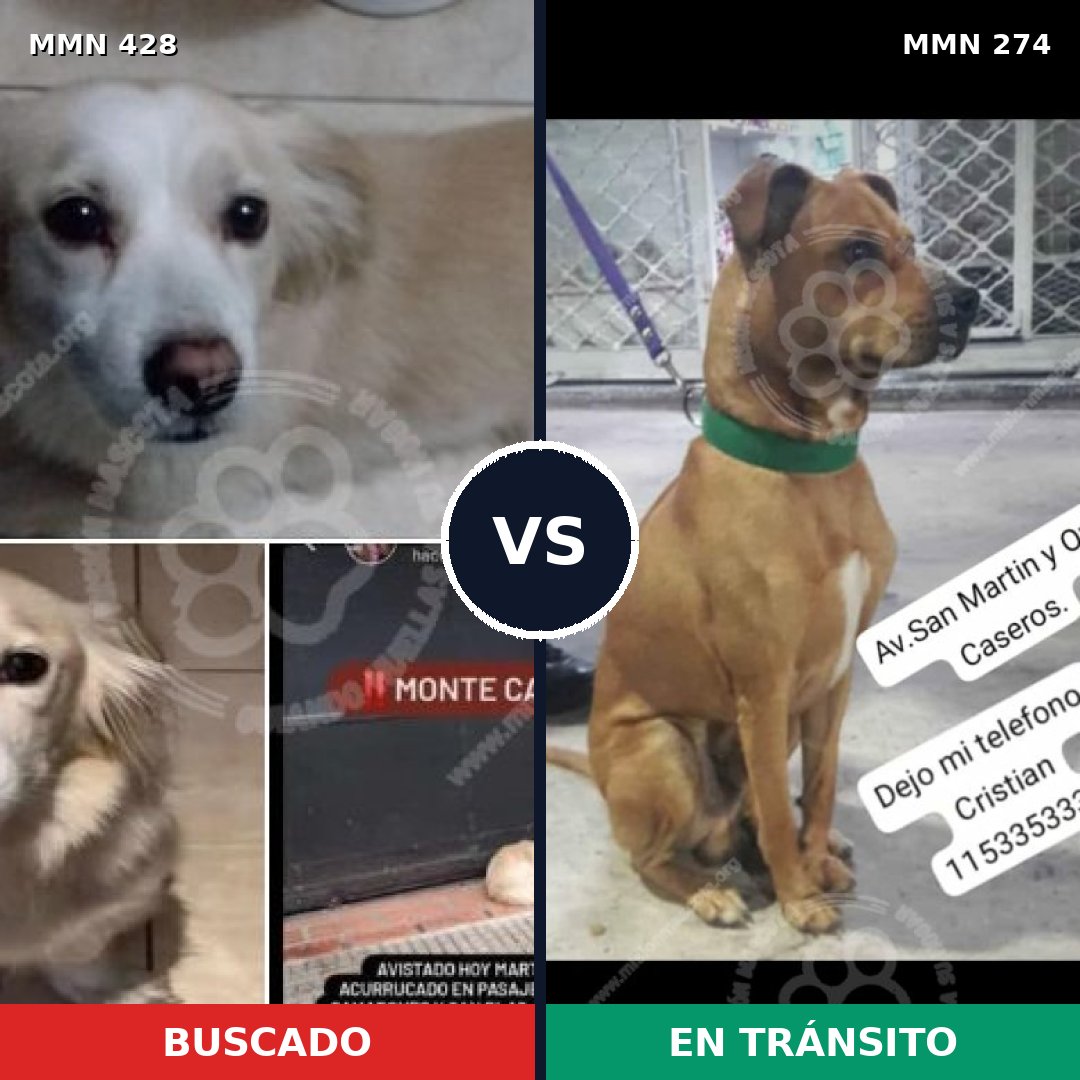 Comparativa MMS 7877: mascota perdida y mascota encontrada, 72% de similitud