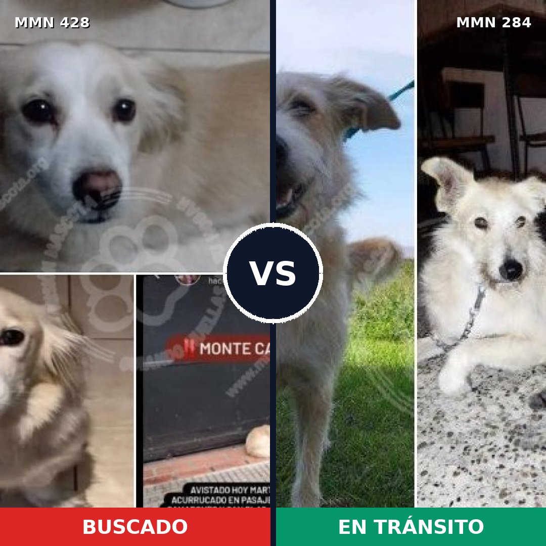 Comparativa MMS 7878: mascota perdida y mascota encontrada, 81% de similitud