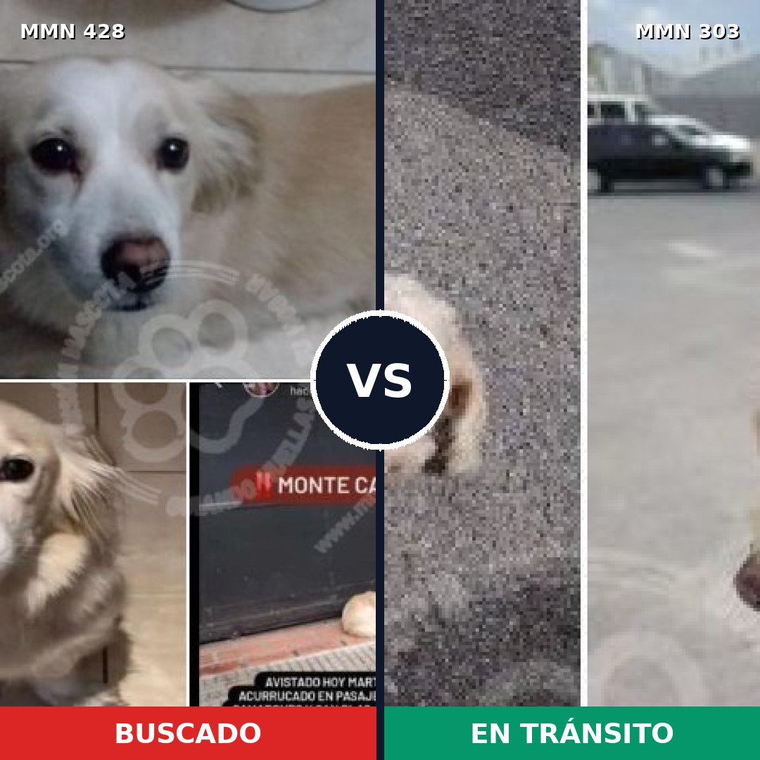 Comparativa MMS 7879: mascota perdida y mascota encontrada, 46% de similitud