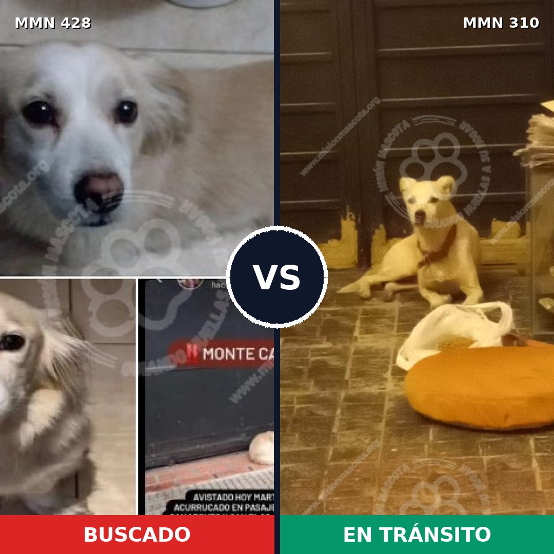 Comparativa MMS 7880: mascota perdida y mascota encontrada, 77% de similitud