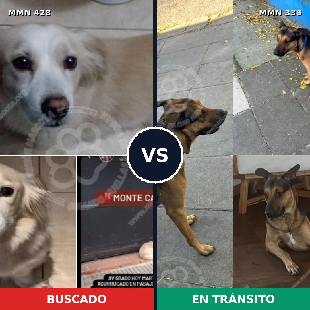 Comparativa MMS 7882: mascota perdida y mascota encontrada, 68% de similitud