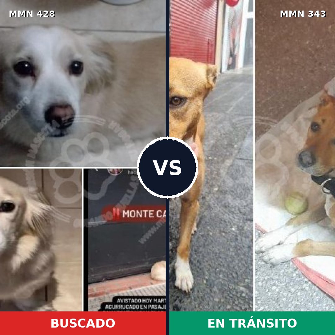 Comparativa MMS 7883: mascota perdida y mascota encontrada, 81% de similitud