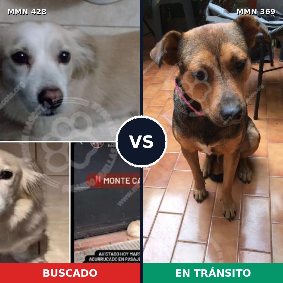 Comparativa MMS 7884: mascota perdida y mascota encontrada, 60% de similitud