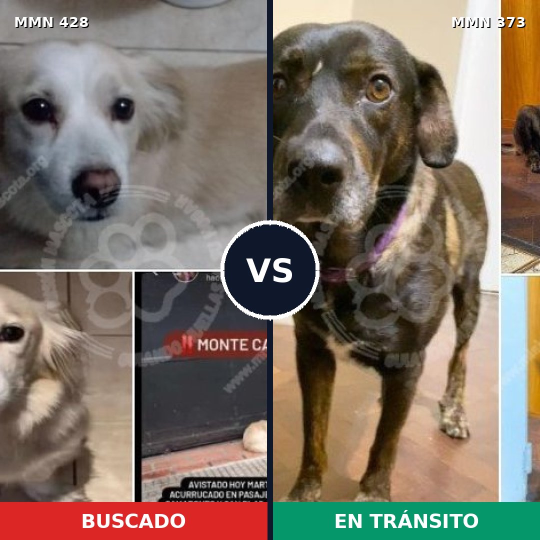 Comparativa MMS 7885: mascota perdida y mascota encontrada, 57% de similitud