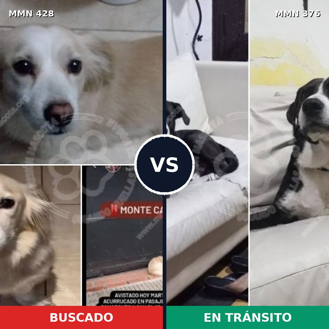 Comparativa MMS 7886: mascota perdida y mascota encontrada, 78% de similitud