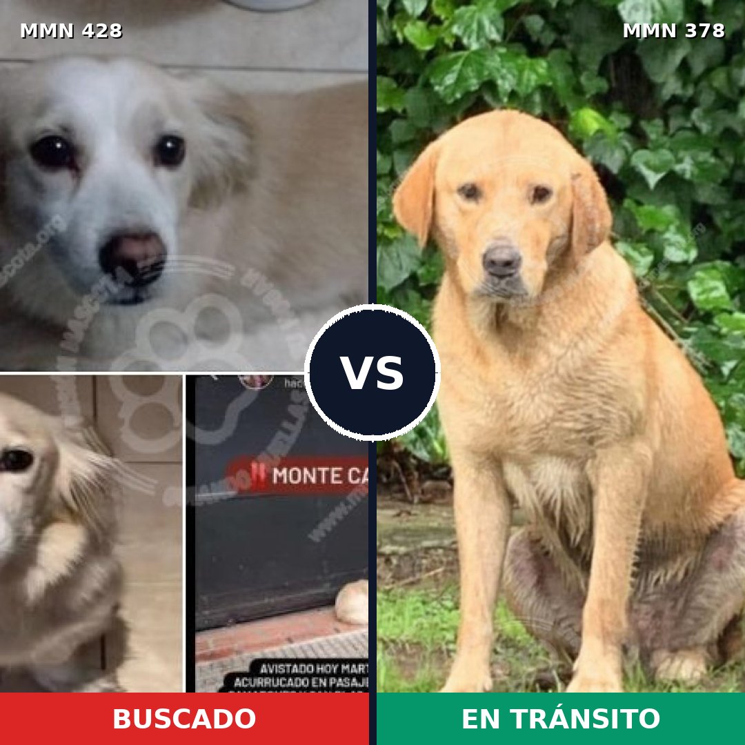 Comparativa MMS 7887: mascota perdida y mascota encontrada, 48% de similitud