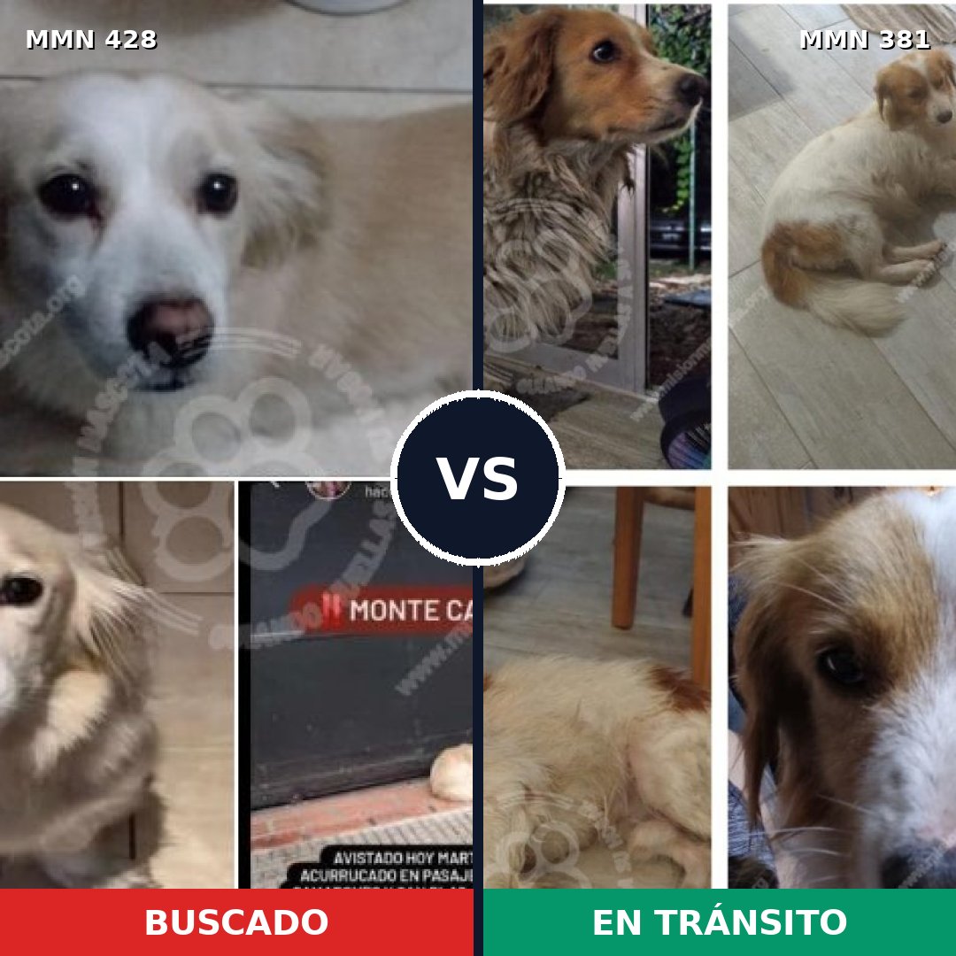 Comparativa MMS 7888: mascota perdida y mascota encontrada, 85% de similitud