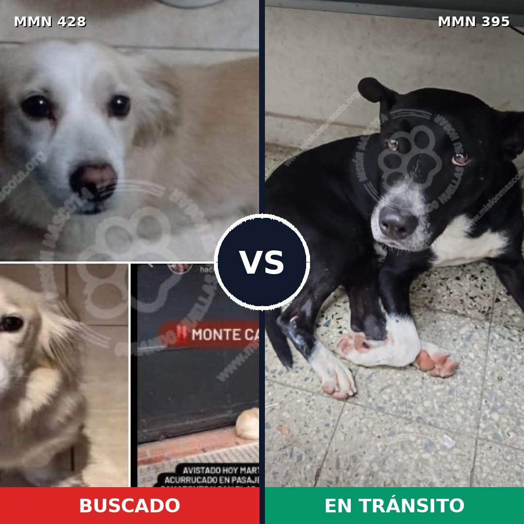 Comparativa MMS 7890: mascota perdida y mascota encontrada, 75% de similitud