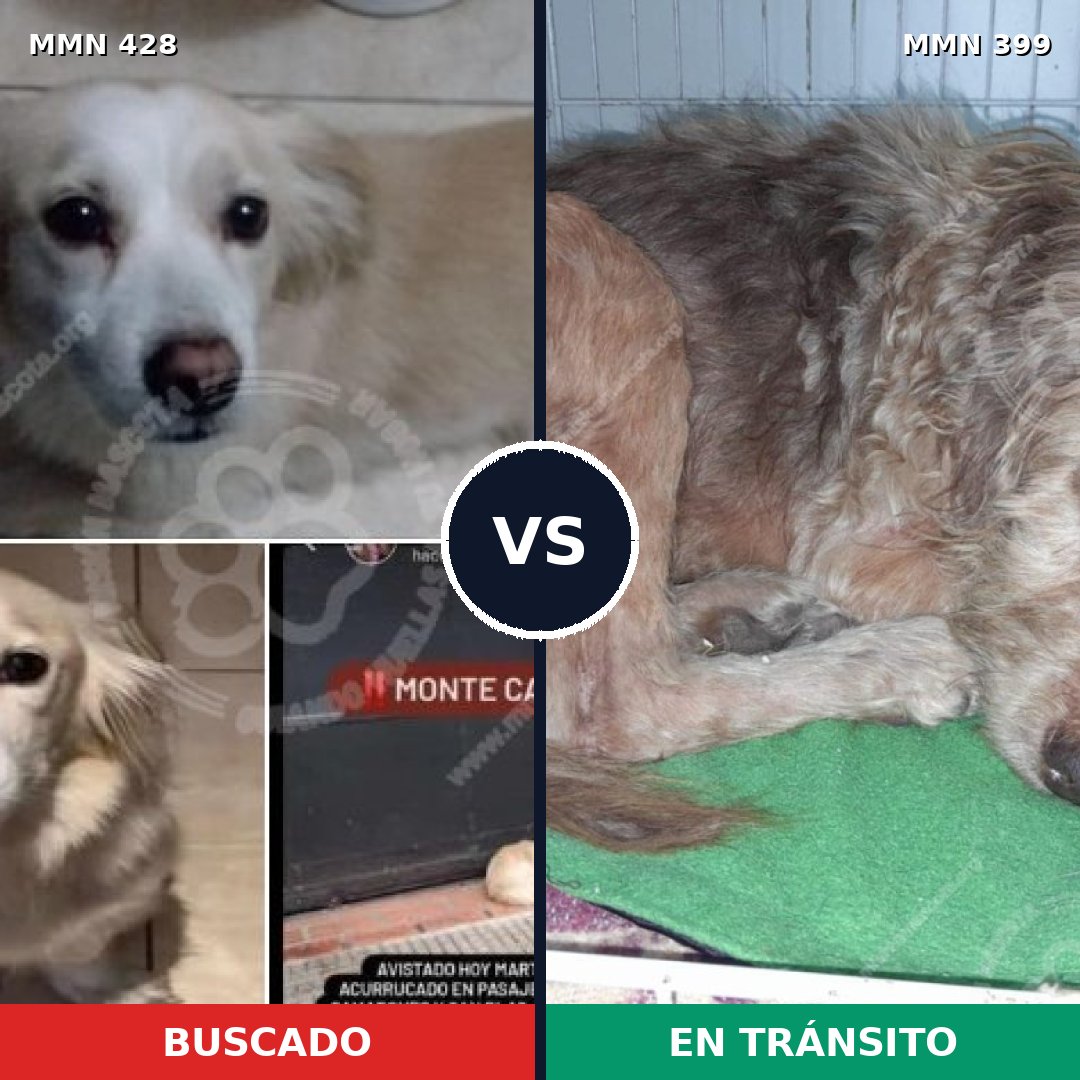 Comparativa MMS 7891: mascota perdida y mascota encontrada, 71% de similitud
