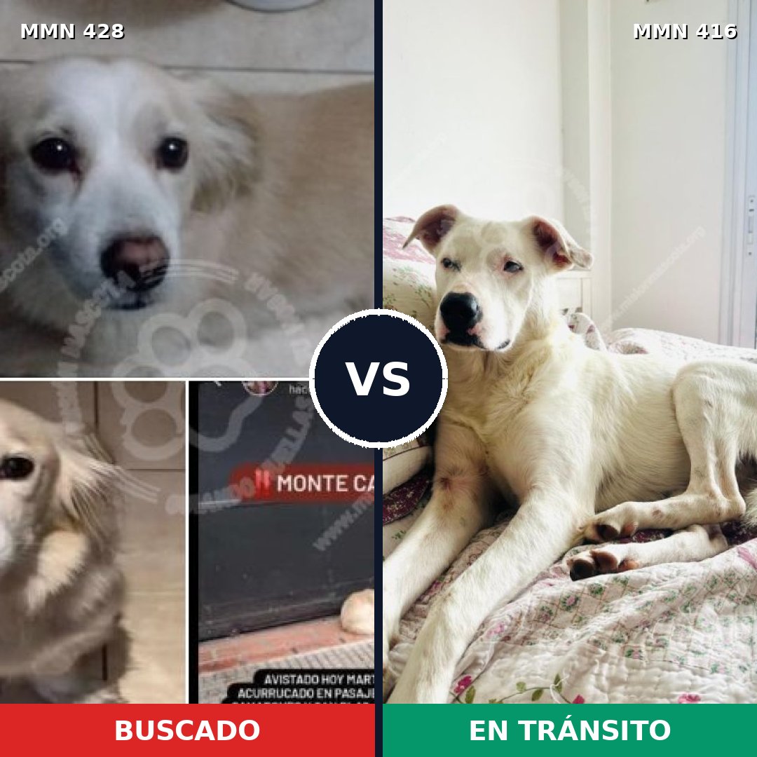Comparativa MMS 7892: mascota perdida y mascota encontrada, 33% de similitud