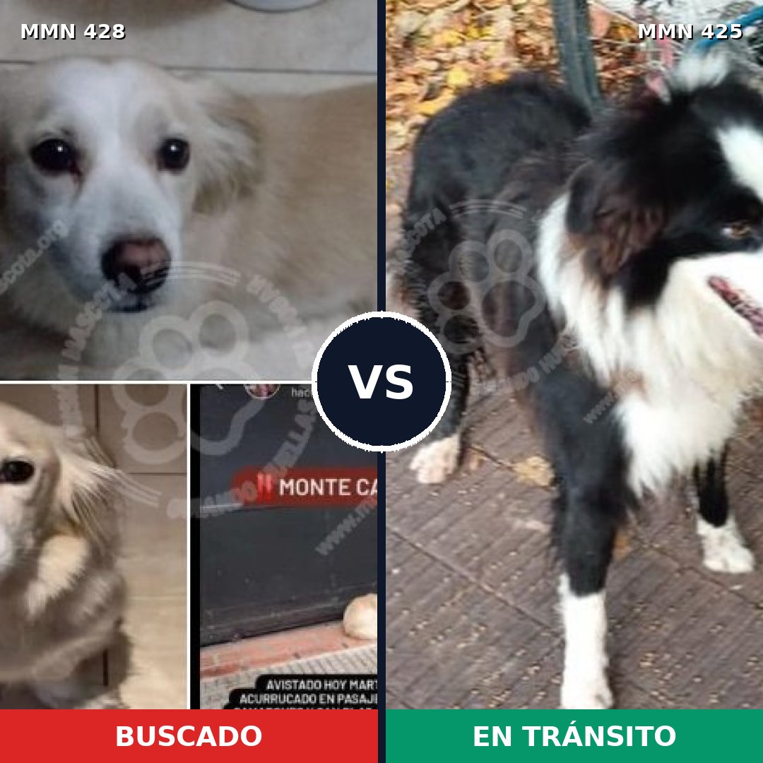 Comparativa MMS 7894: mascota perdida y mascota encontrada, 30% de similitud