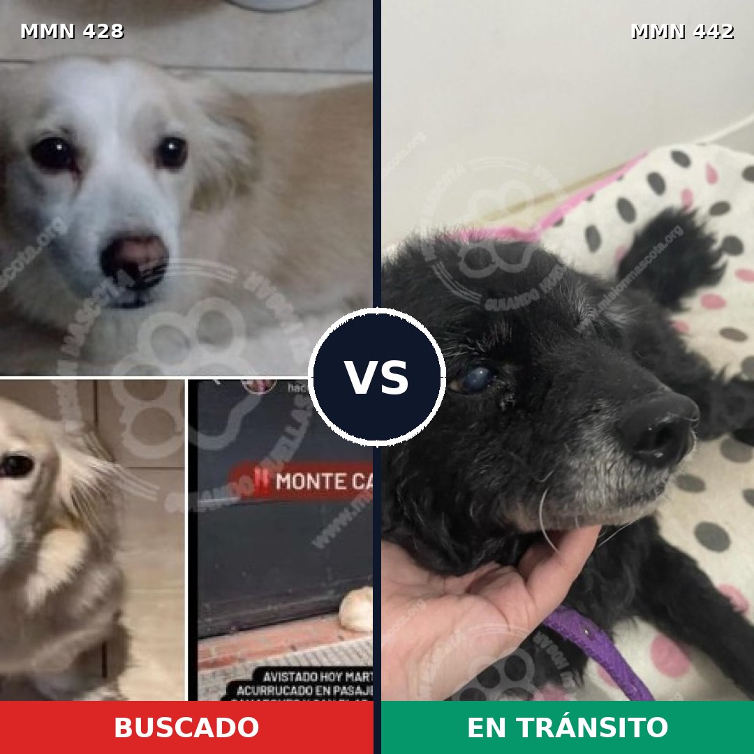 Comparativa MMS 7896: mascota perdida y mascota encontrada, 66% de similitud
