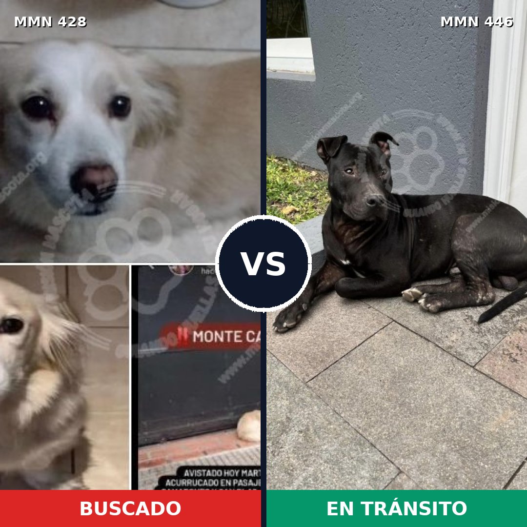 Comparativa MMS 7897: mascota perdida y mascota encontrada, 74% de similitud