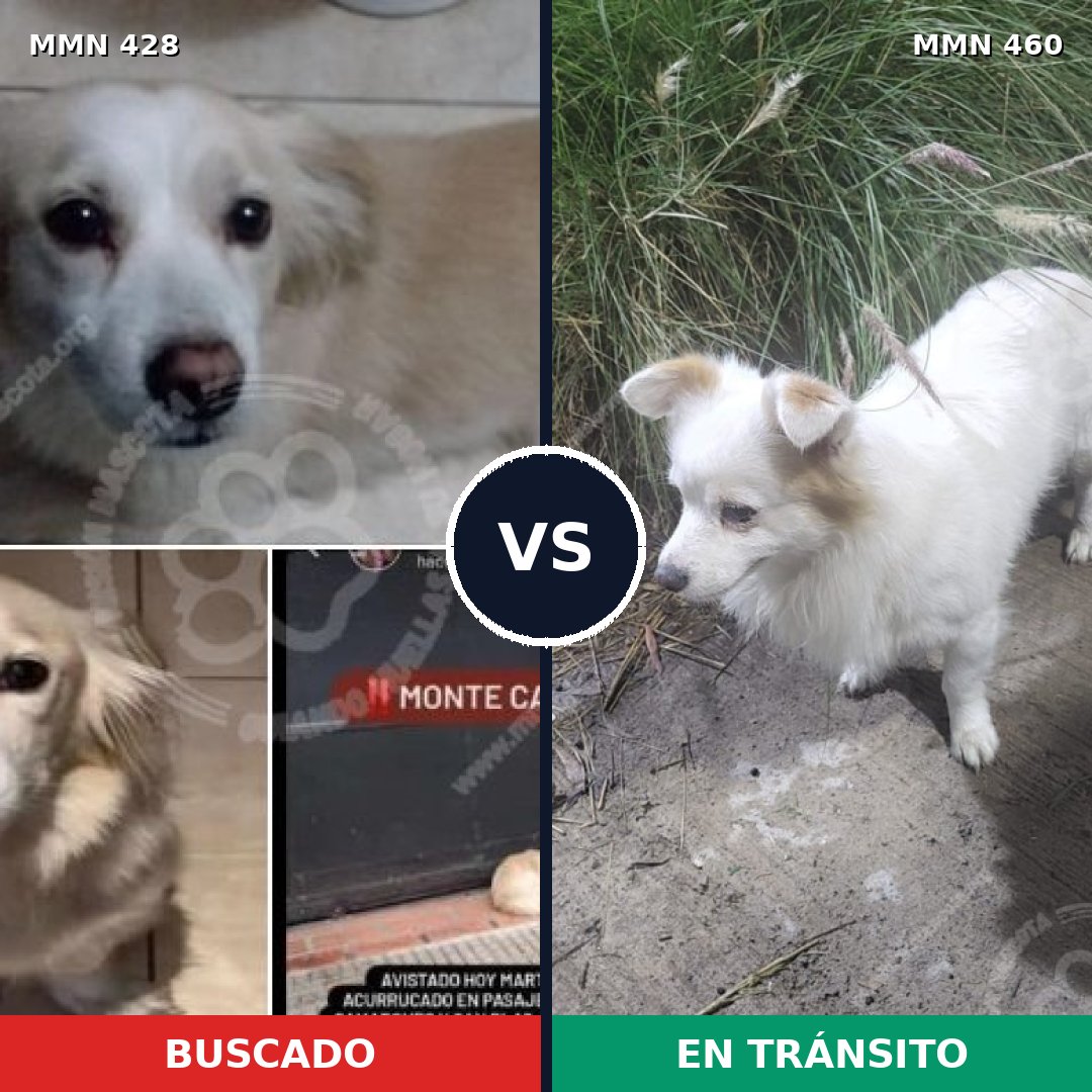 Comparativa MMS 7899: mascota perdida y mascota encontrada, 98% de similitud
