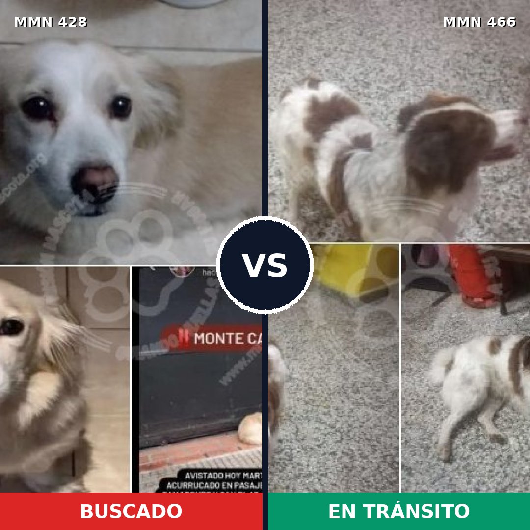 Comparativa MMS 7900: mascota perdida y mascota encontrada, 77% de similitud