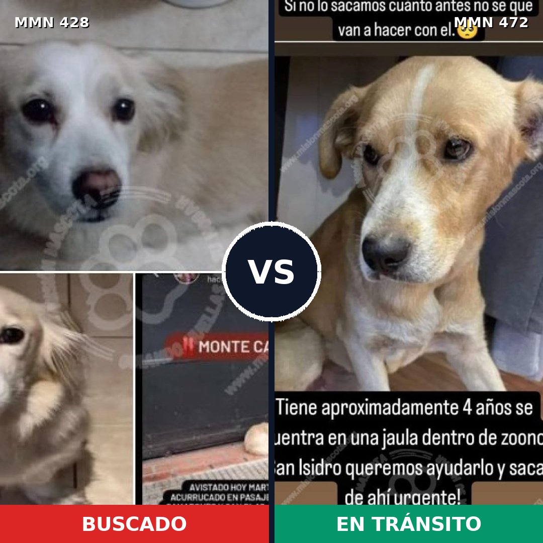 Comparativa MMS 7901: mascota perdida y mascota encontrada, 81% de similitud