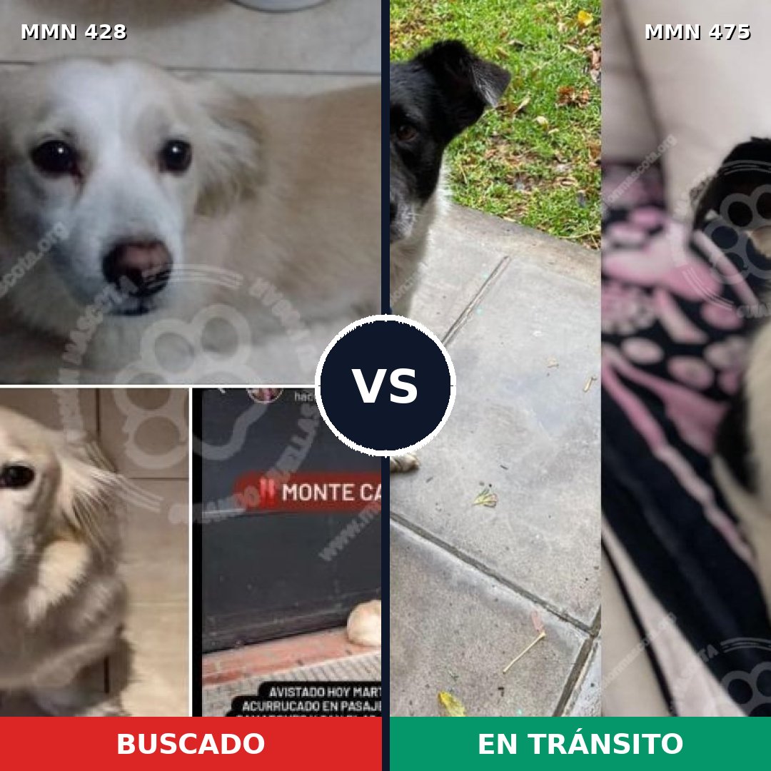 Comparativa MMS 7902: mascota perdida y mascota encontrada, 74% de similitud