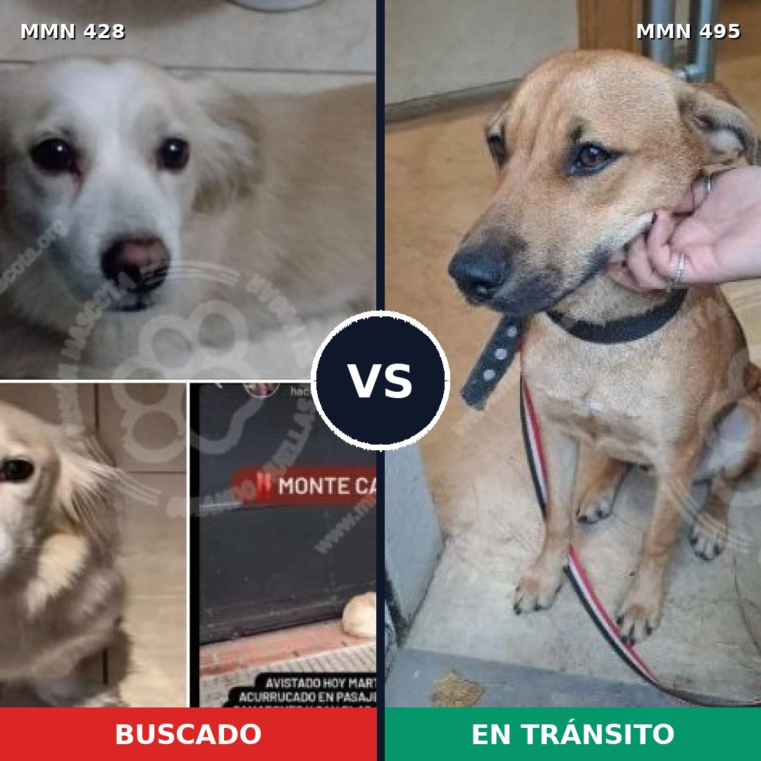 Comparativa MMS 7904: mascota perdida y mascota encontrada, 72% de similitud