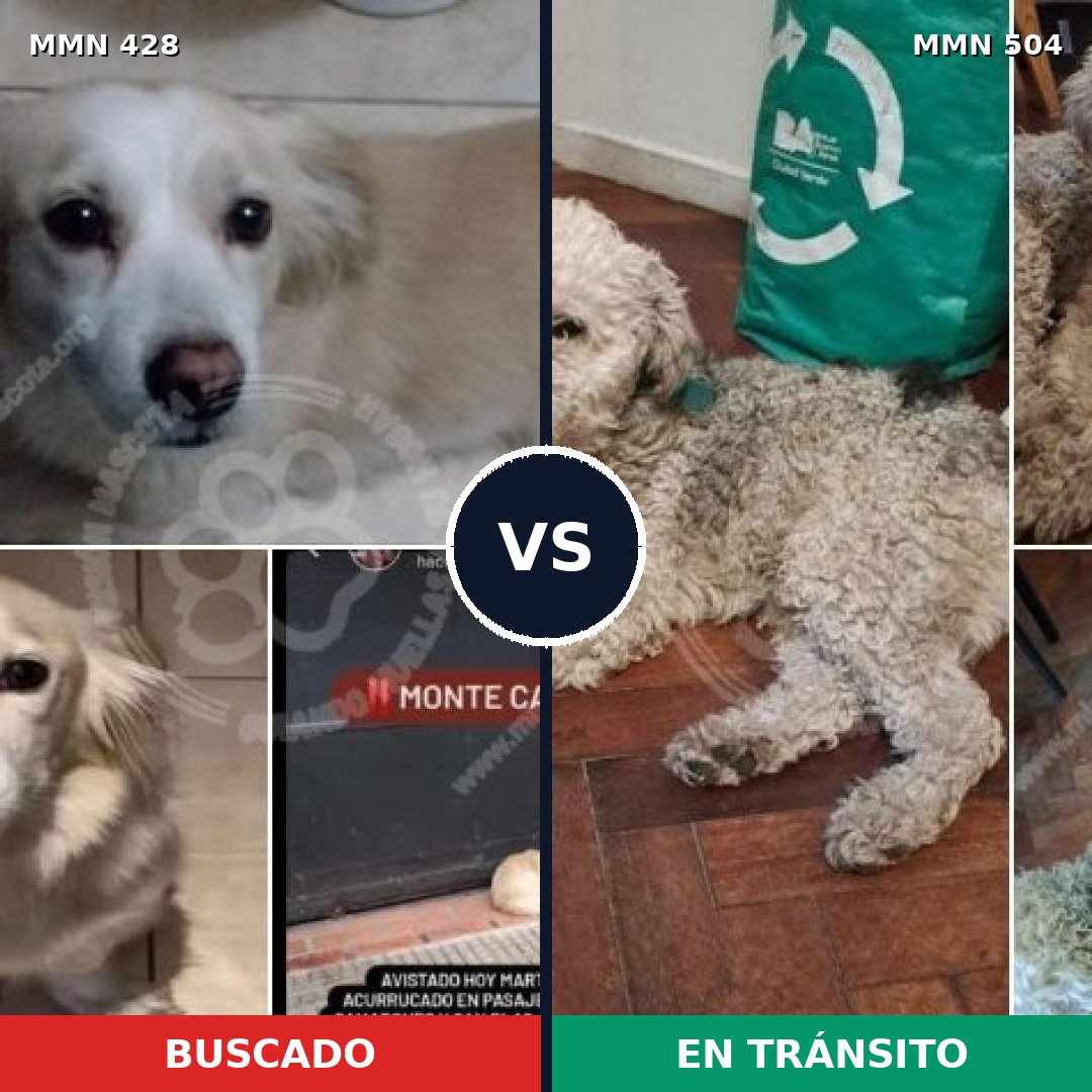 Comparativa MMS 7906: mascota perdida y mascota encontrada, 72% de similitud