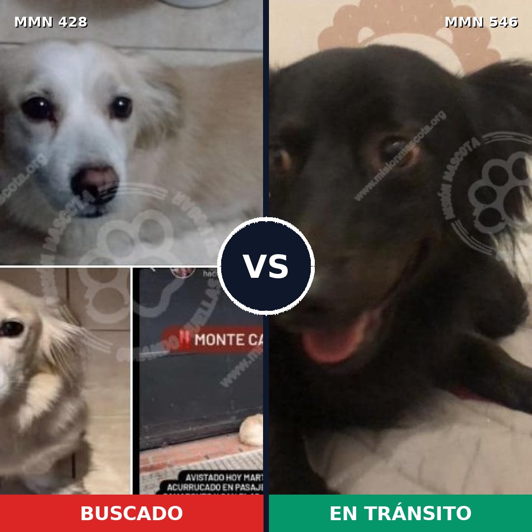 Comparativa MMS 7910: mascota perdida y mascota encontrada, 22% de similitud