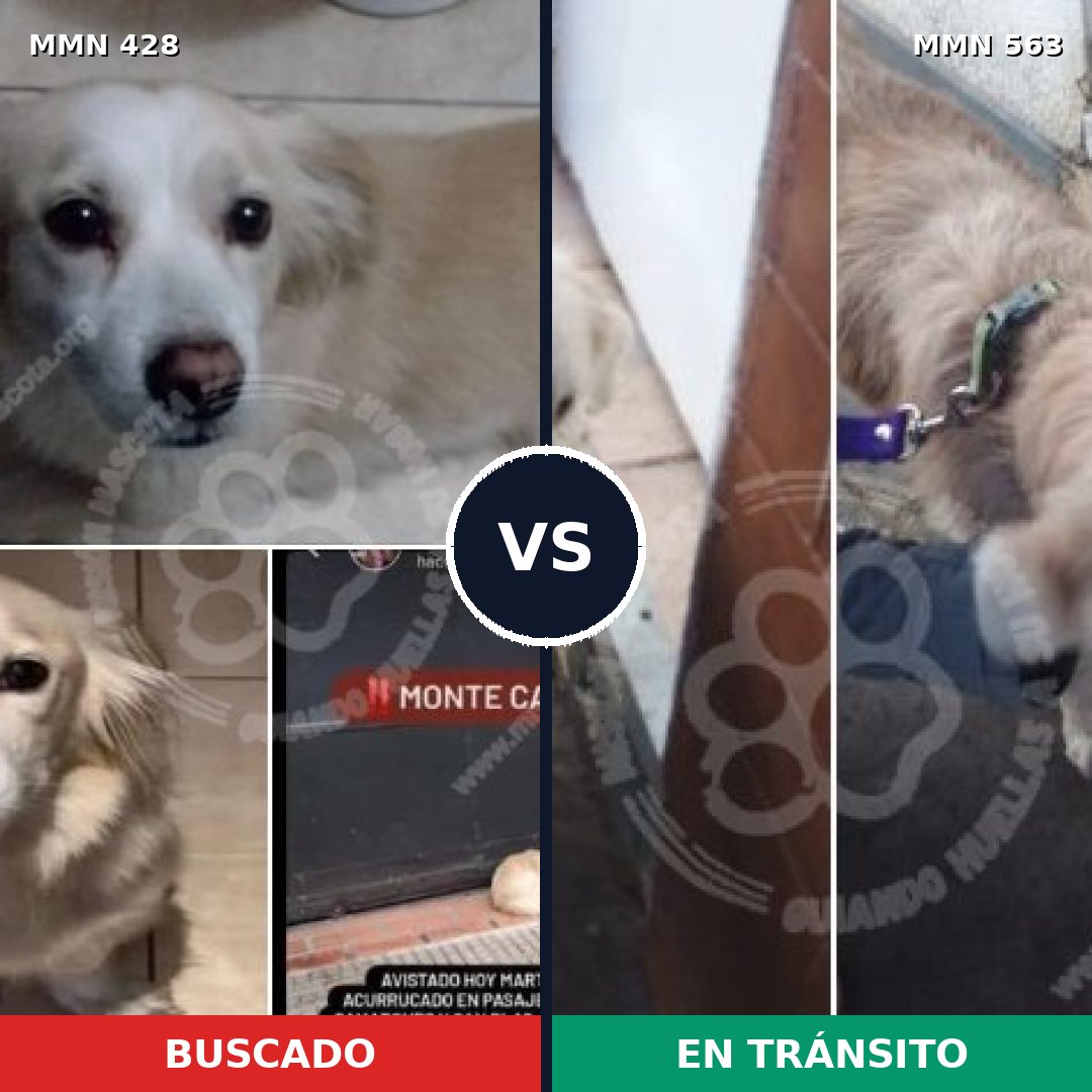 Comparativa MMS 7912: mascota perdida y mascota encontrada, 80% de similitud